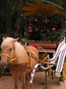Horse and flower carriage inside the Dalat Flower Gardens.